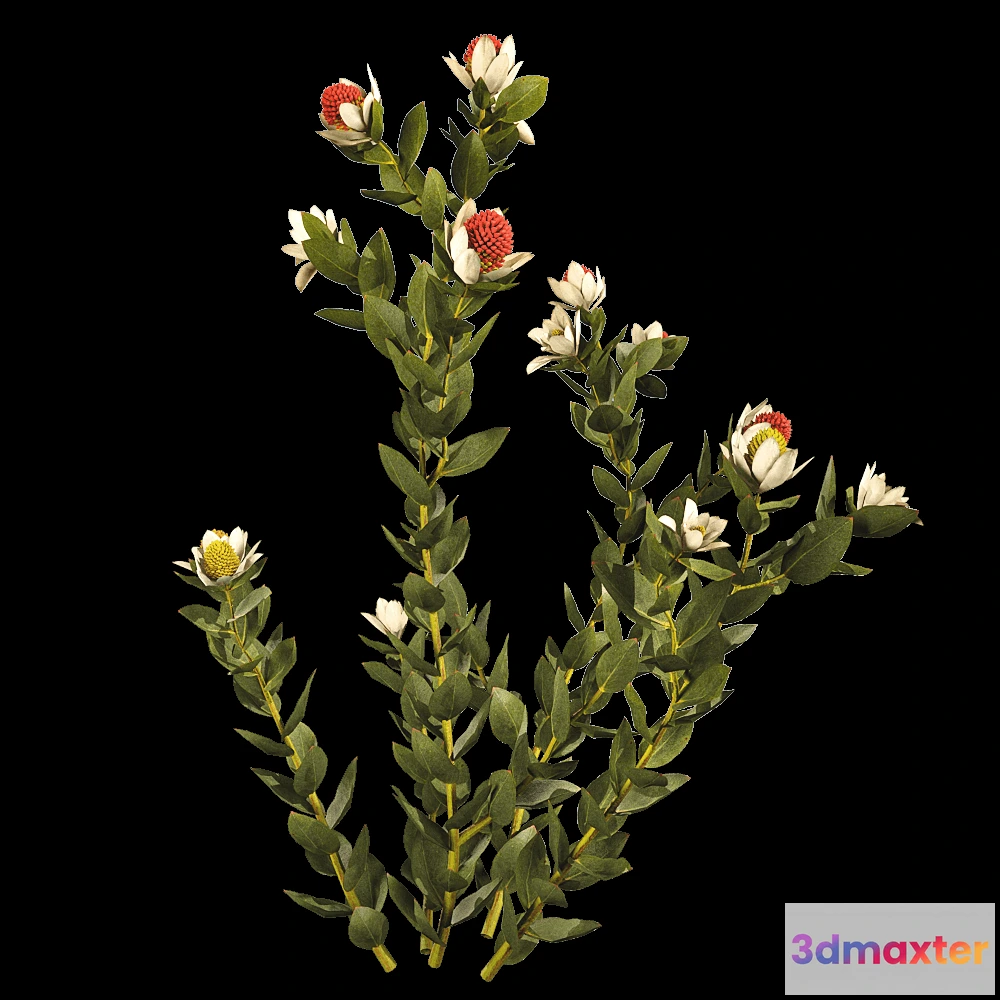 1604024 - decoration - Leucadendron Discolor 01 02 3D Max