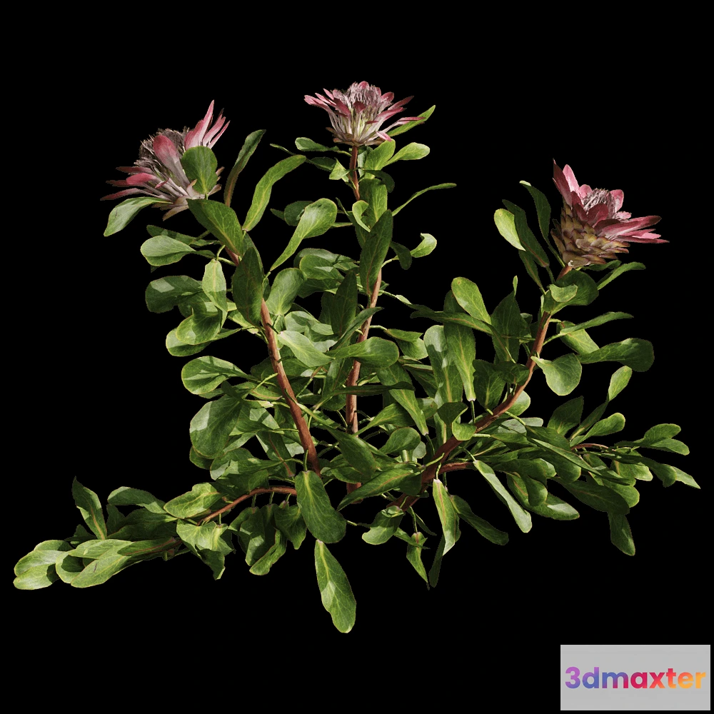1604032 - decoration - Protea Cynaroides 01 01 3D Max