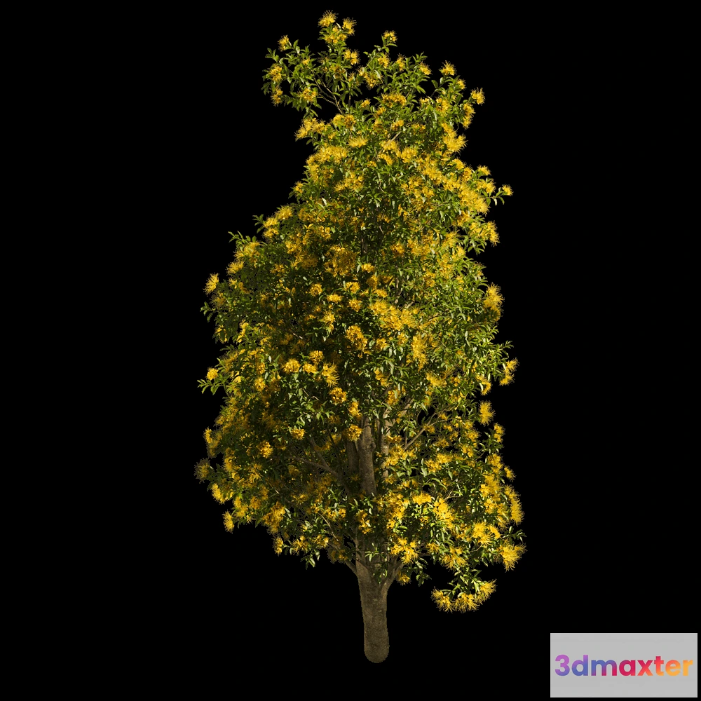 1604038 - decoration - Xanthostemon Chrysanthus 01 06 3D Max