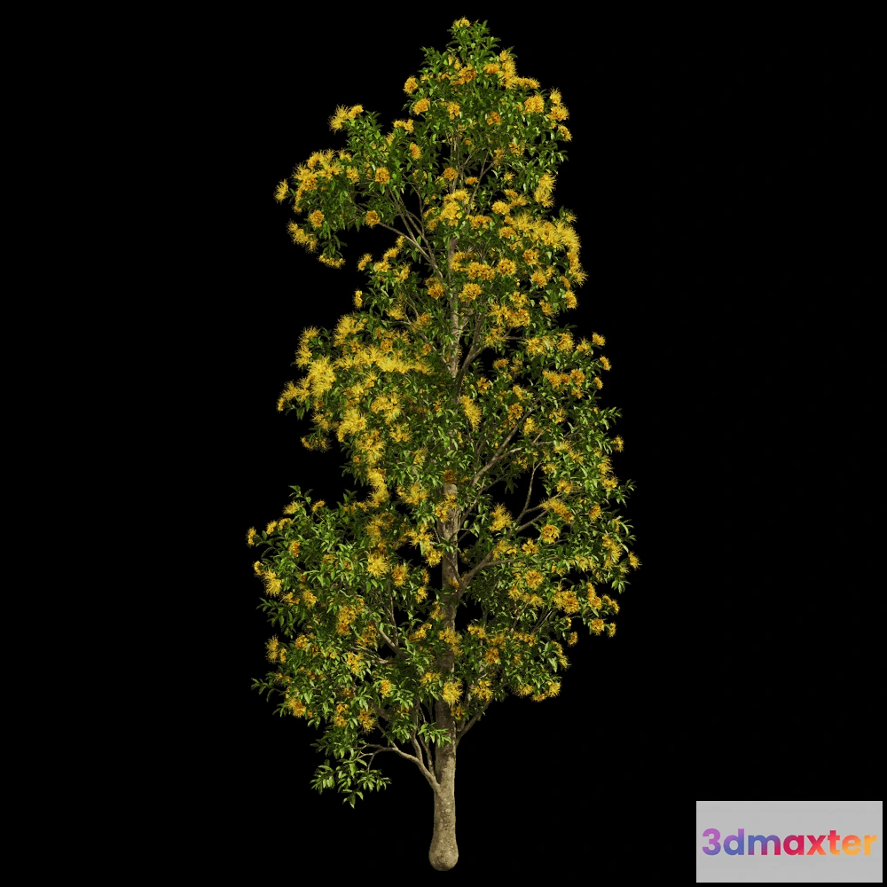 1604040 - decoration - Xanthostemon Chrysanthus 01 05 3D Max