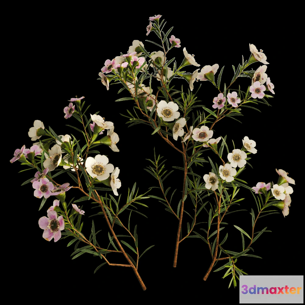 1604048 - decoration - Chamelaucium Uncinatum 01 01 3D Max