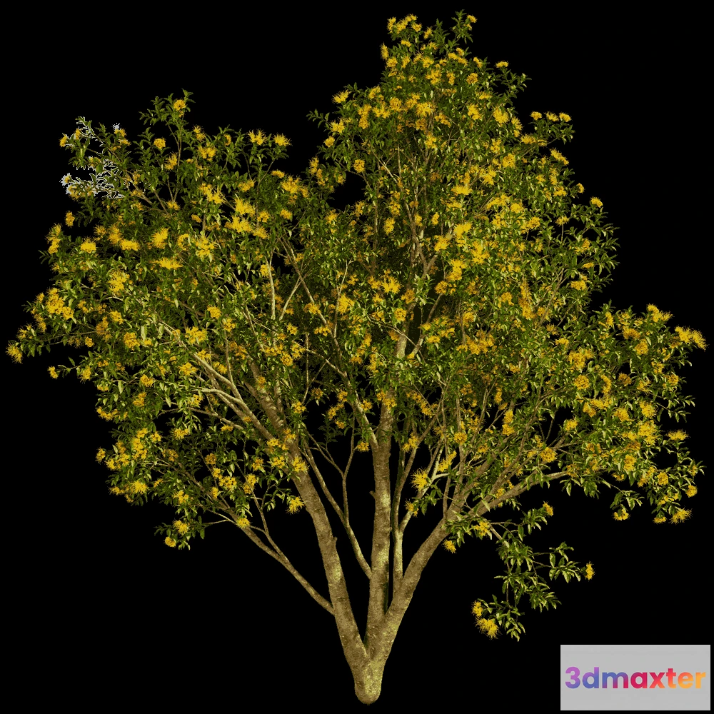 1604052 - decoration - Xanthostemon Chrysanthus 01 03 3D Max