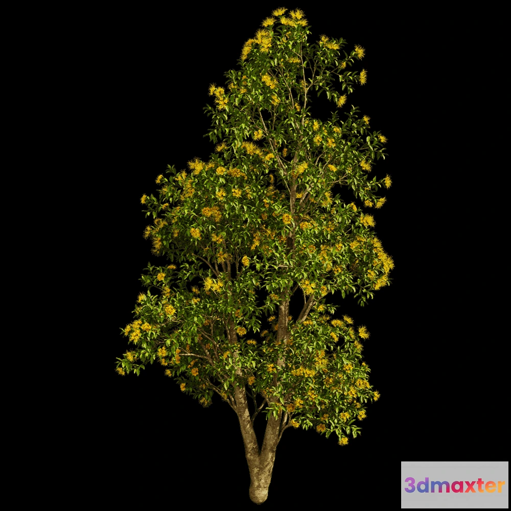 1604054 - decoration - Xanthostemon Chrysanthus 01 04 3D Max