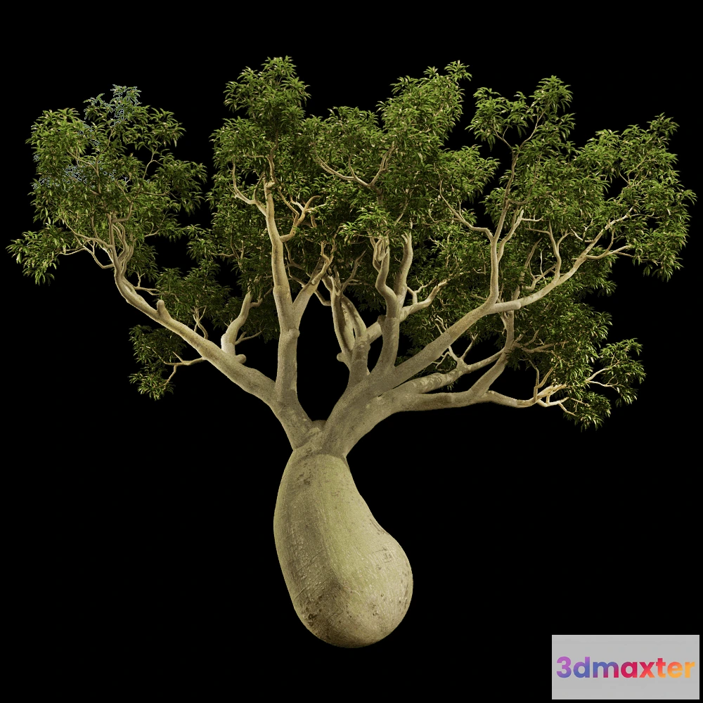 1604066 - decoration - Brachychiton Rupestris 01 05 3D Max