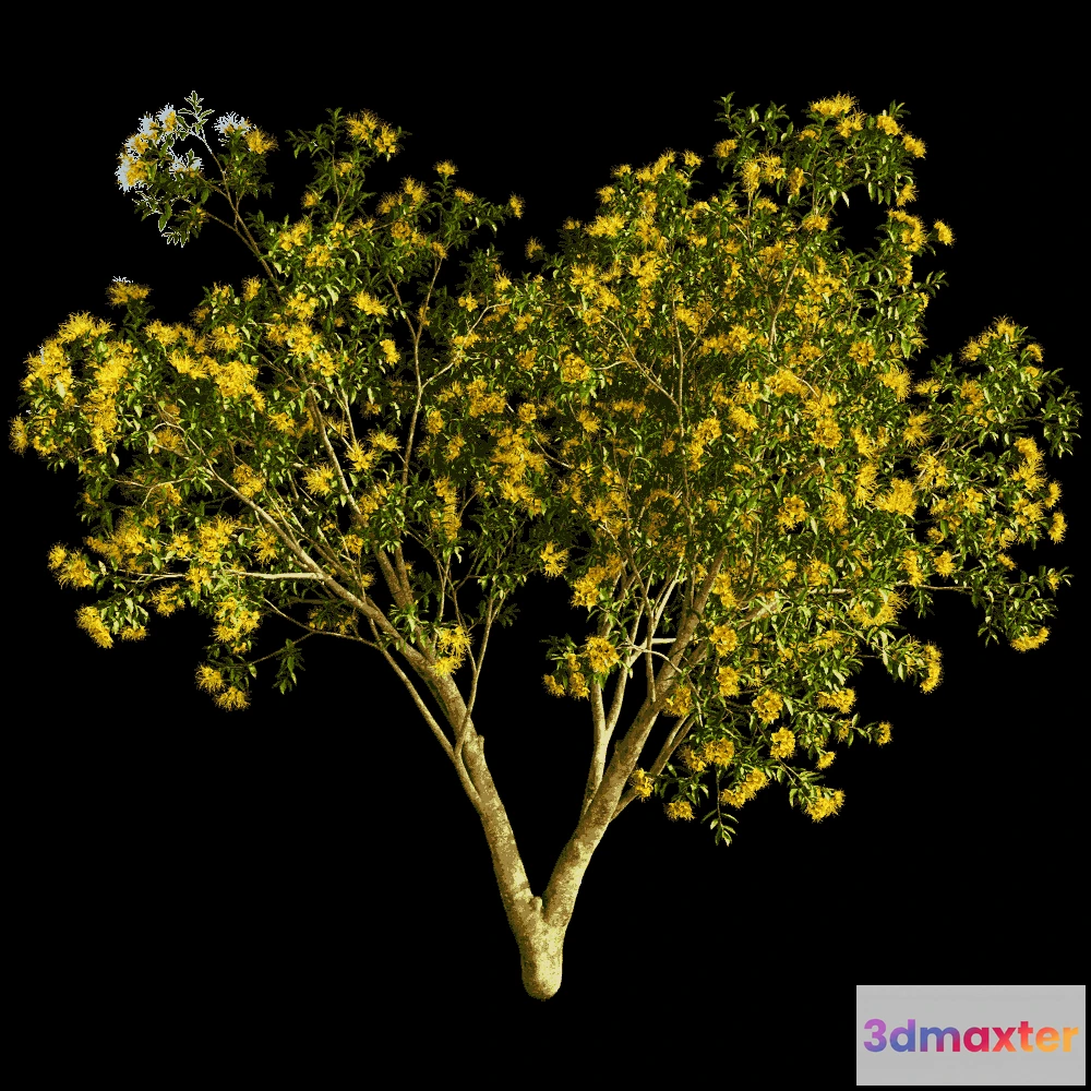 1604068 - decoration - Xanthostemon Chrysanthus 01 02 3D Max