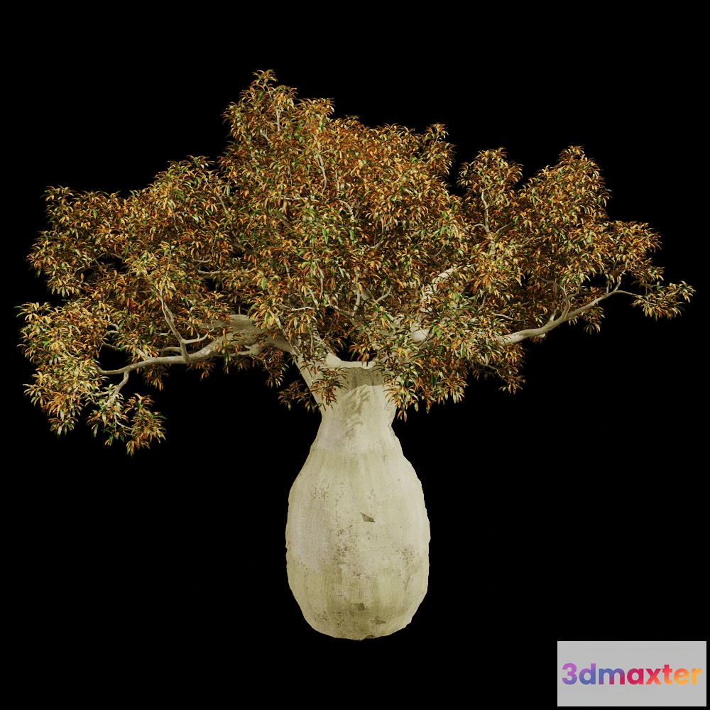 1604082 - decoration - Brachychiton Rupestris 01 03 3D Max