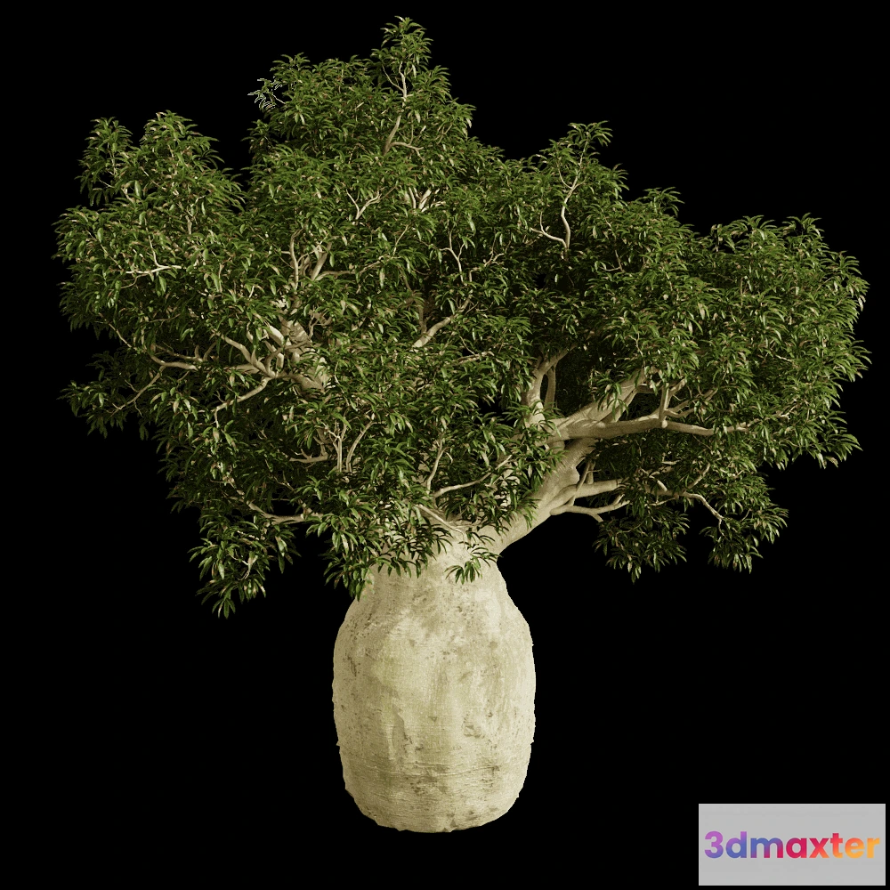 1604084 - decoration - Brachychiton Rupestris 01 02 3D Max