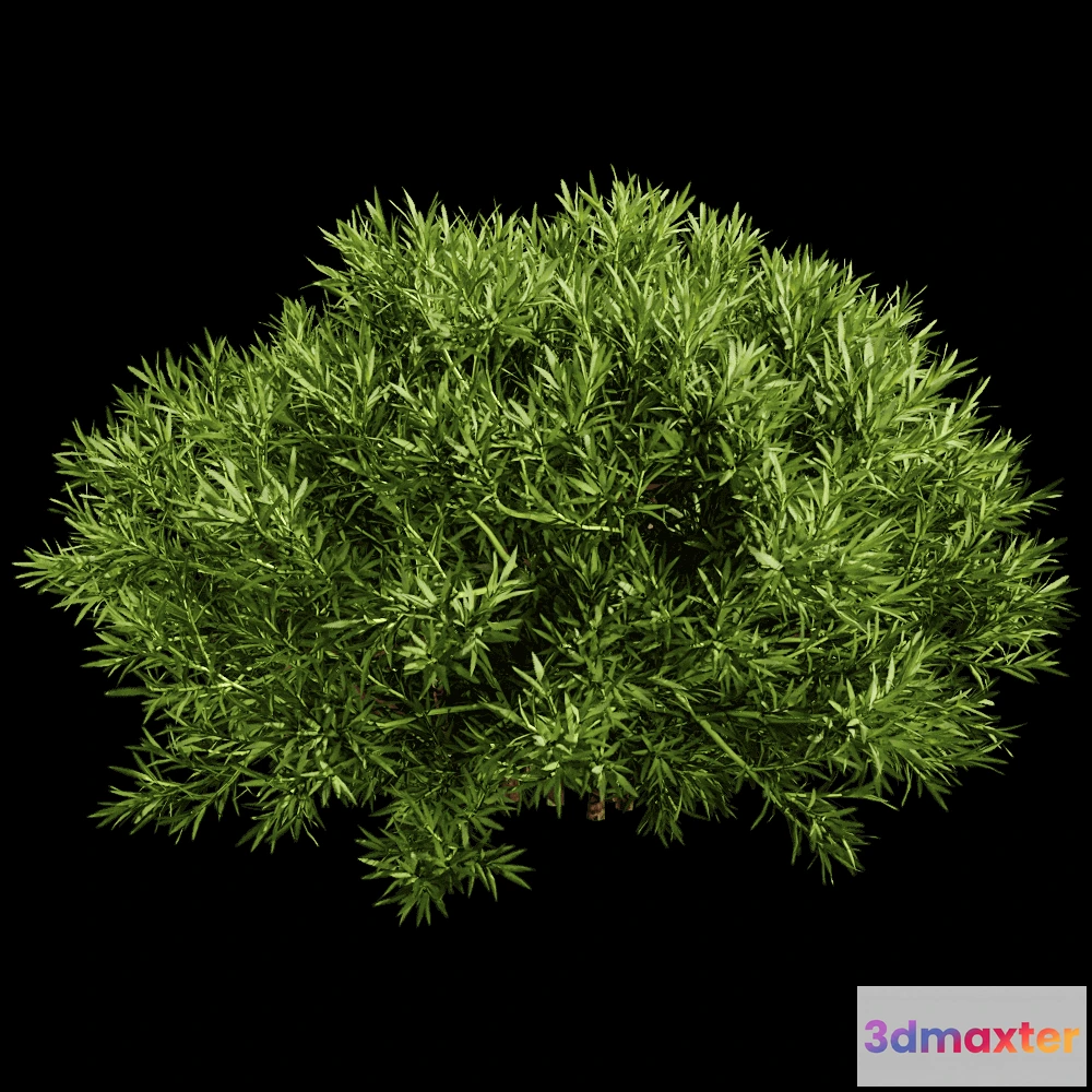 1604108 - decoration - Sabina Pingii 01 06 3D Max