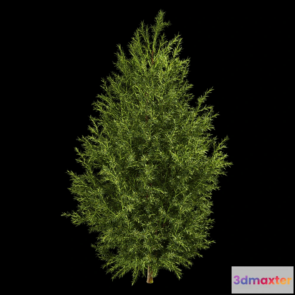 1604112 - decoration - Sabina Pingii 01 04 3D Max