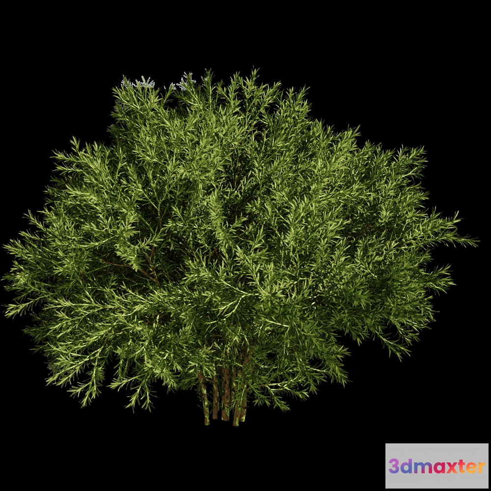 1604124 - decoration - Sabina Pingii 01 01 3D Max