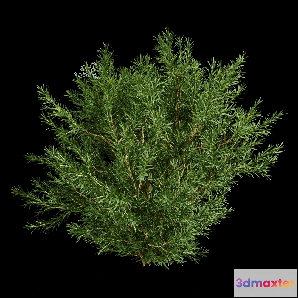 1604126 - decoration - Platycladus Orientails 03 04 3D Max