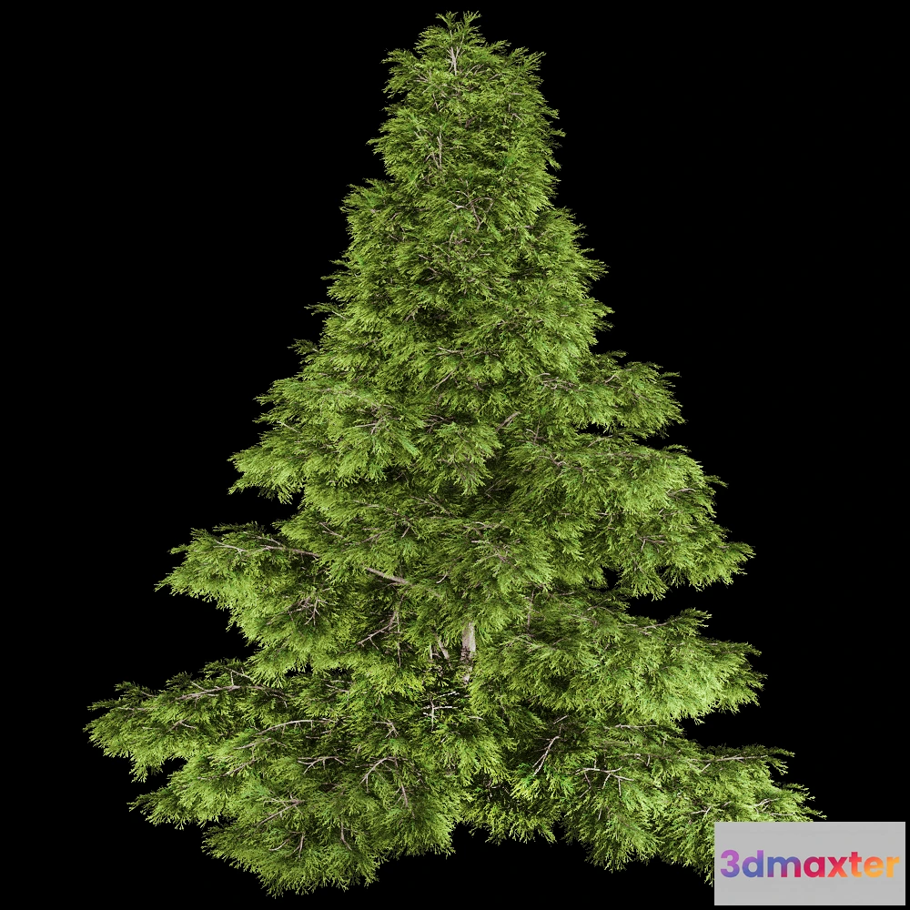 1604136 - decoration - Sabina Chinensis 01 01 3D Max