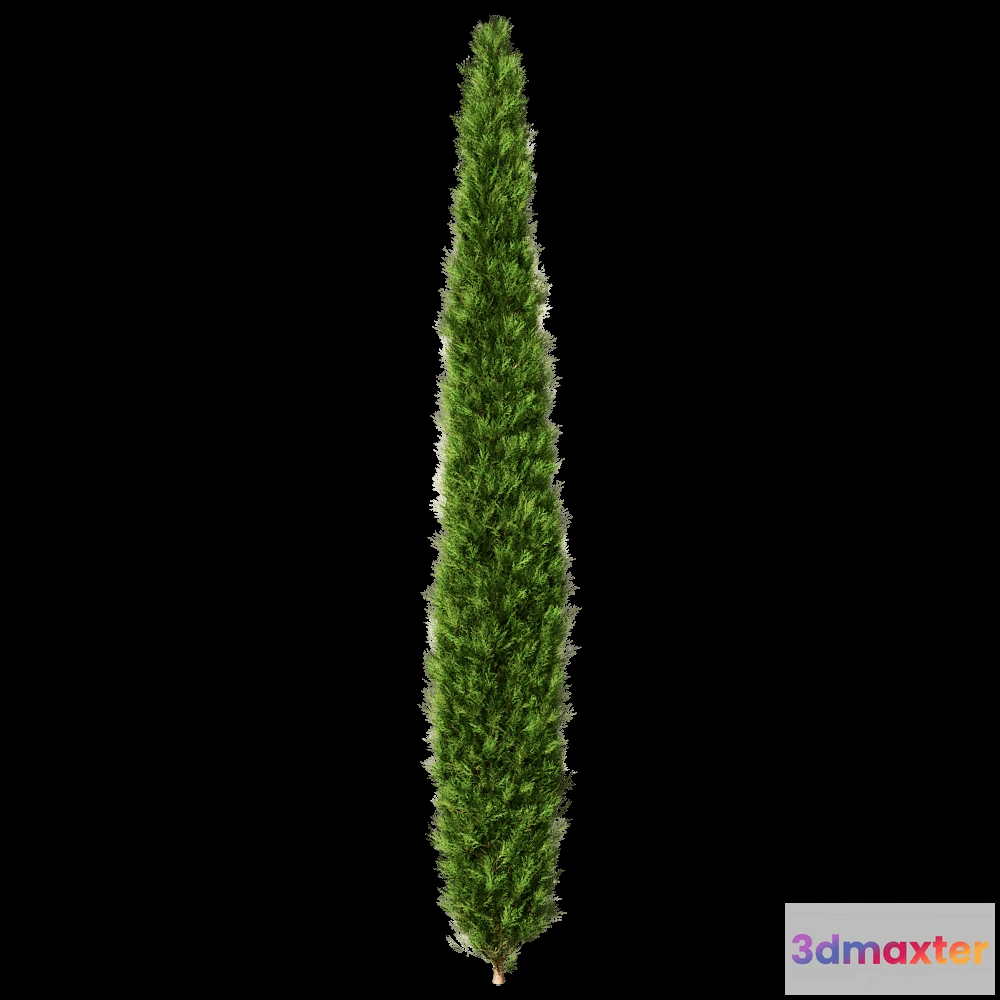 1604138 - decoration - Platycladus Orientails 02 04 3D Max