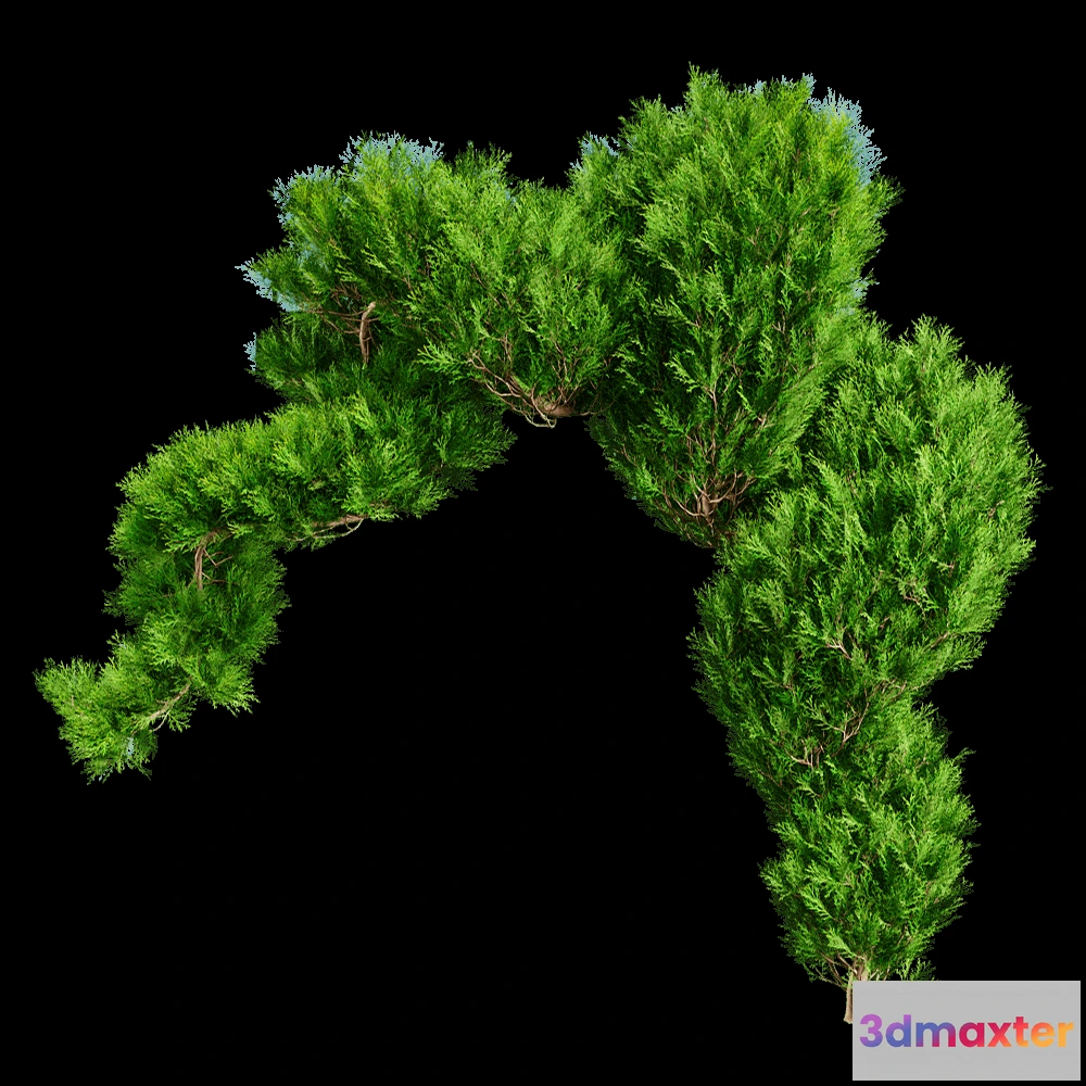 1604144 - decoration - Platycladus Orientails 02 03 3D Max