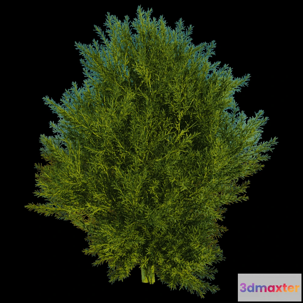 1604148 - decoration - Platycladus Orientails 03 01 3D Max