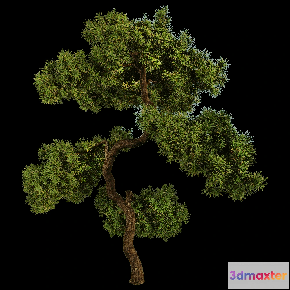1604150 - decoration - Juniperus communis 01 06 3D Max