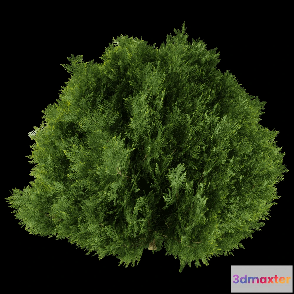 1604152 - decoration - Platycladus orientalis 01 06 3D Max