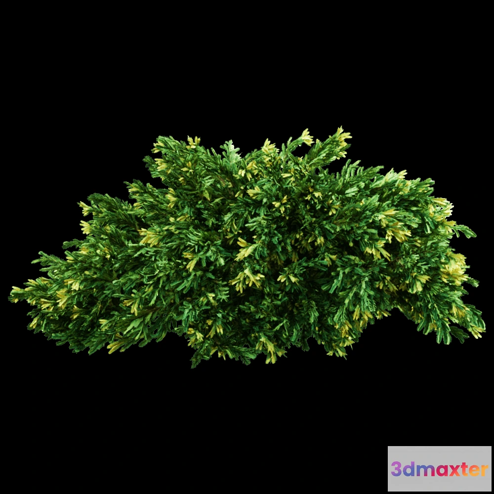 1604154 - decoration - Juniperus occidentalis Rheingold 01 04 3D Max
