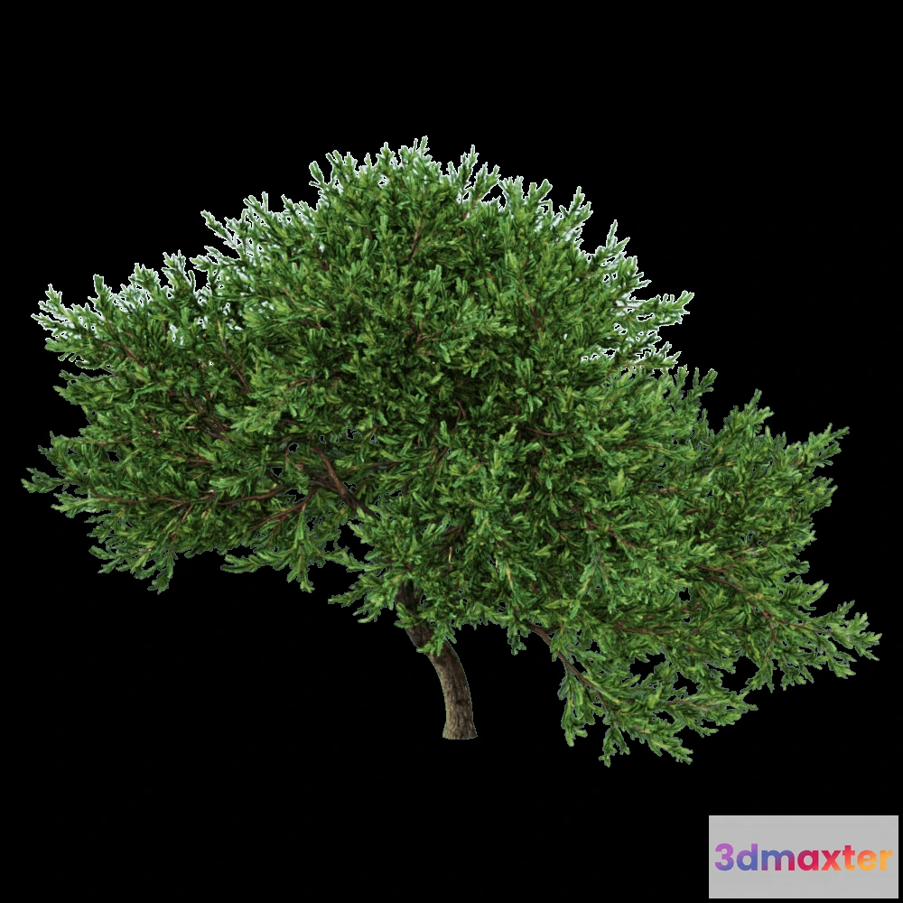 1604156 - decoration - Juniperus occidentalis Rheingold 01 02 3D Max