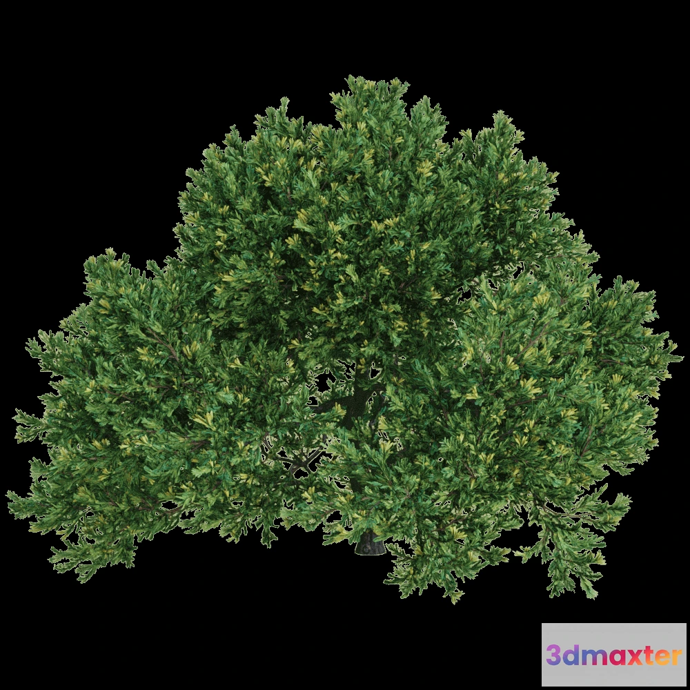 1604166 - decoration - Juniperus occidentalis Rheingold 01 01 3D Max