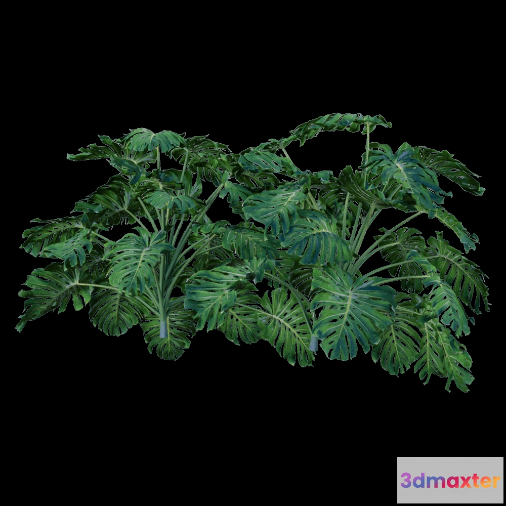 1604190 - decoration - Monstera Deliciosa 6 3D Max