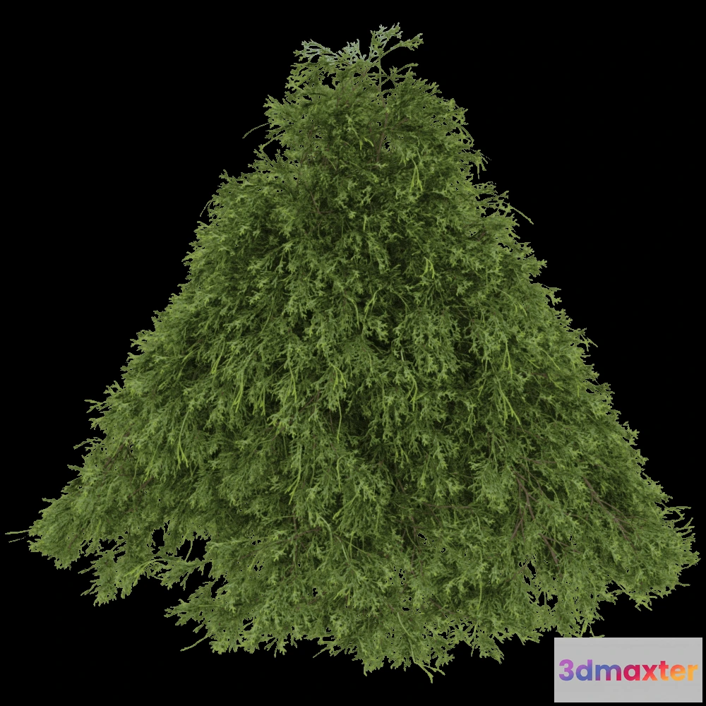 1604192 - decoration - Filifera Aureai 01 02 3D Max