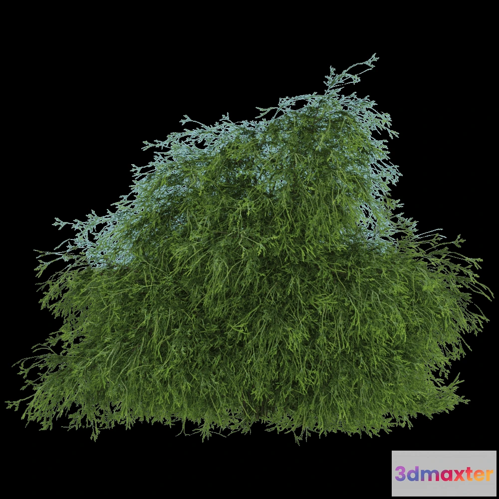 1604194 - decoration - Filifera Aureai 01 01 3D Max