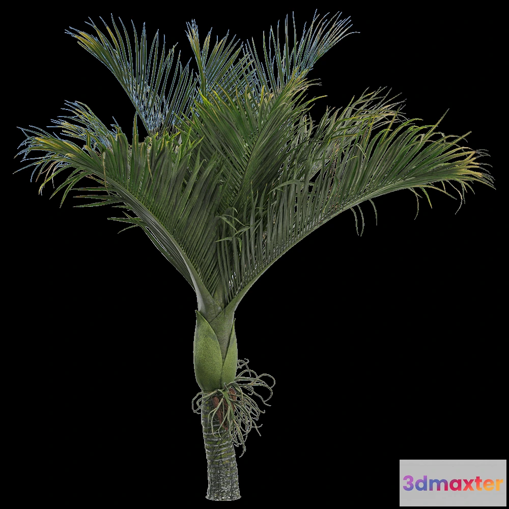 1604206 - decoration - Rhopalostylis baueri 3 3D Max