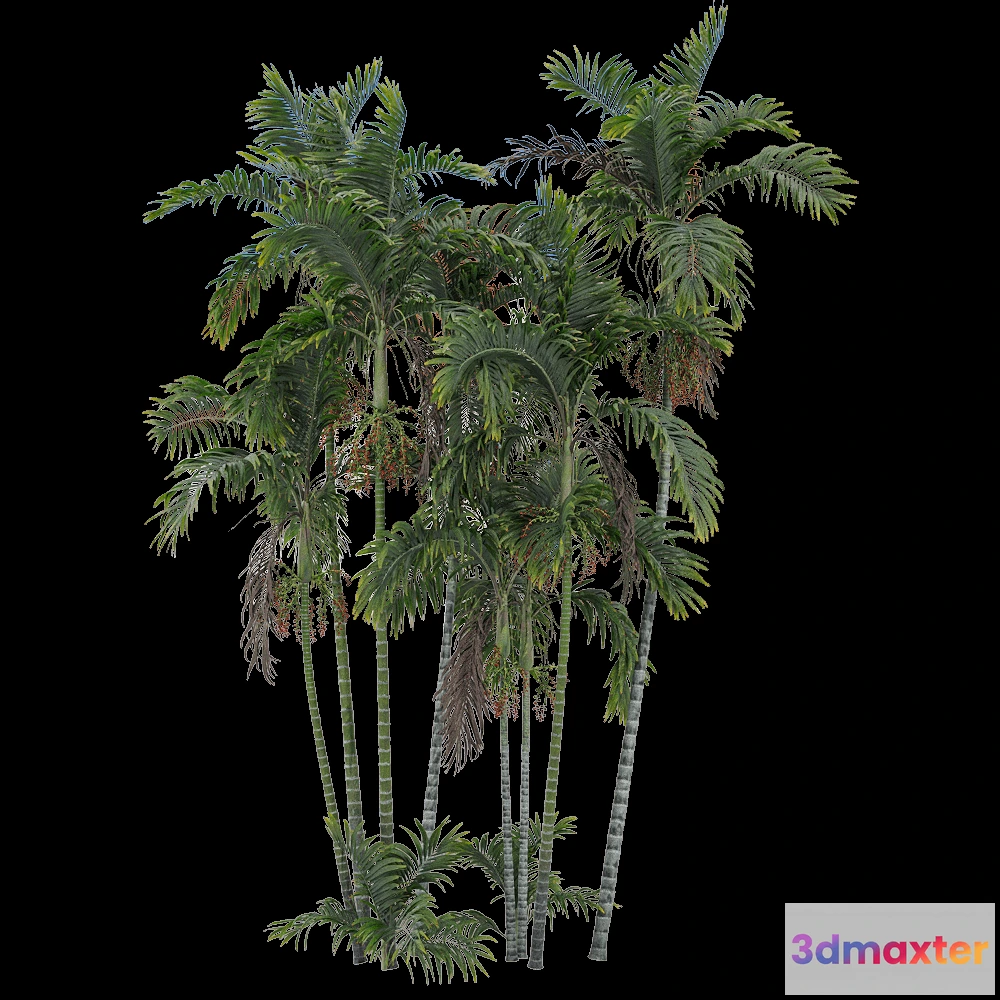 1604208 - decoration - Ptychosperma macarthurii 5 3D Max