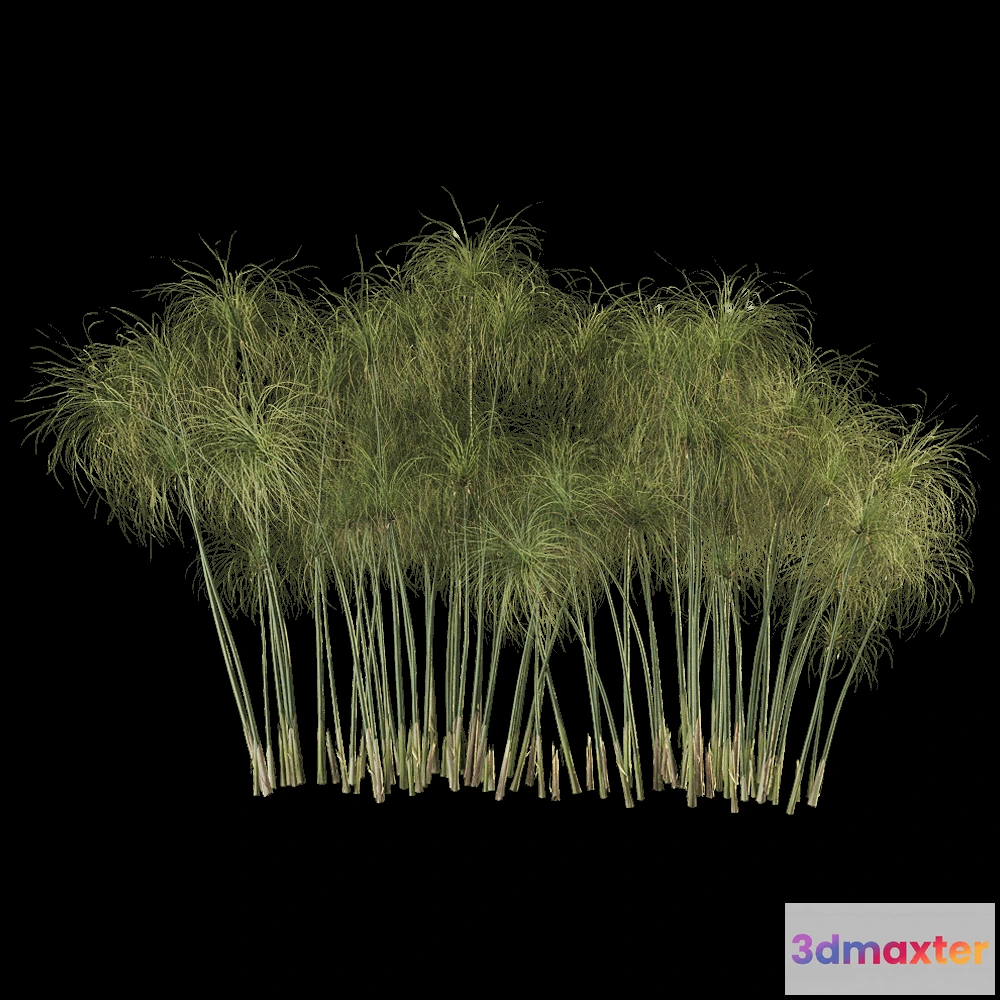 1604210 - decoration - Cyperus Papyrus 6 3D Max