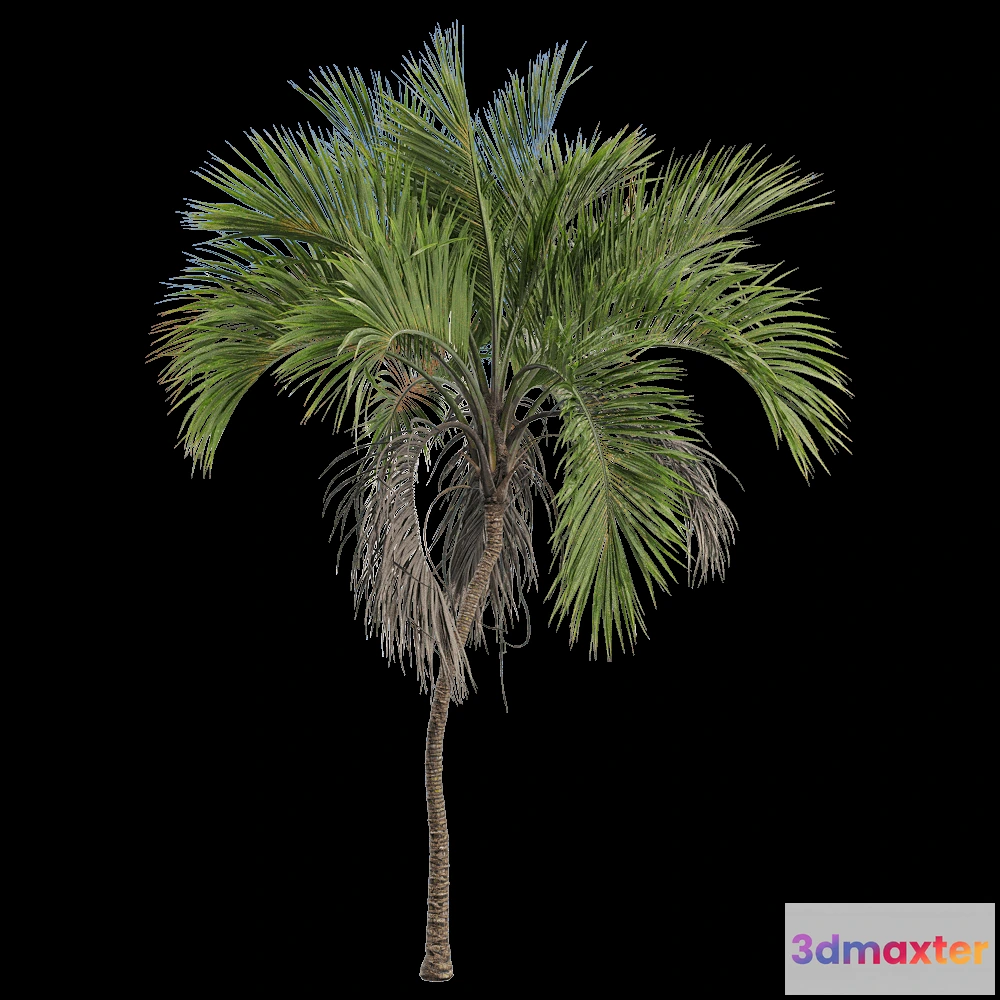 1604220 - decoration - Howea belmoreana 5 3D Max