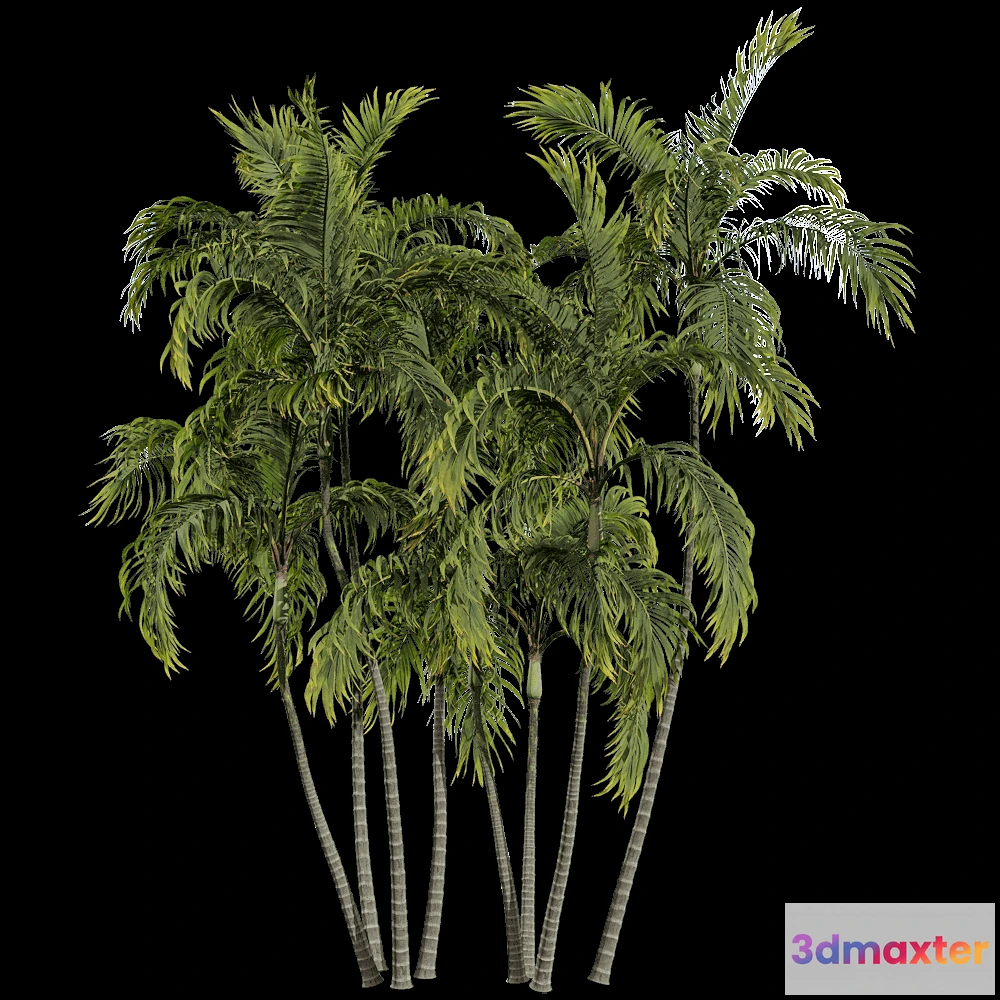 1604222 - decoration - Archontophoenix Alexandrae 6 3D Max