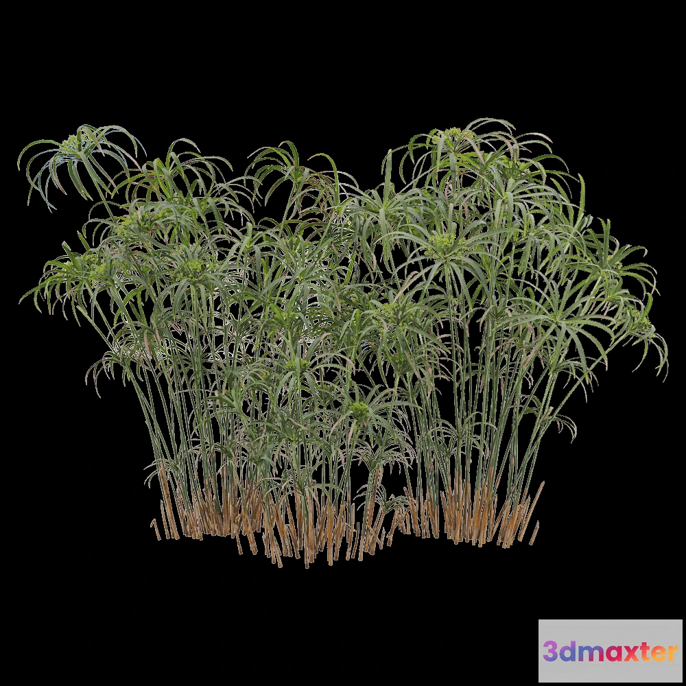 1604230 - decoration - Cyperus alternifolius 5 3D Max
