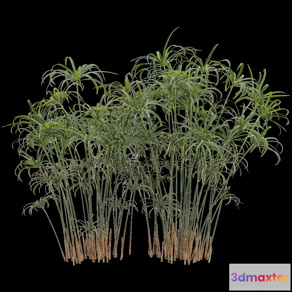 1604238 - decoration - Cyperus alternifolius 4 3D Max