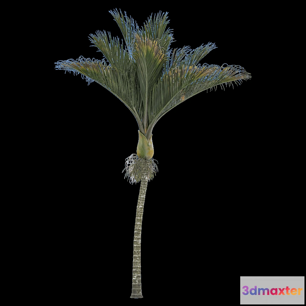 1604242 - decoration - Rhopalostylis sapida 1 3D Max