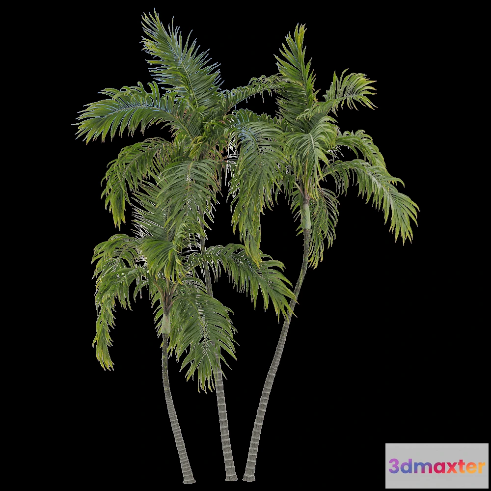 1604246 - decoration - Archontophoenix alexandrae 4 3D Max