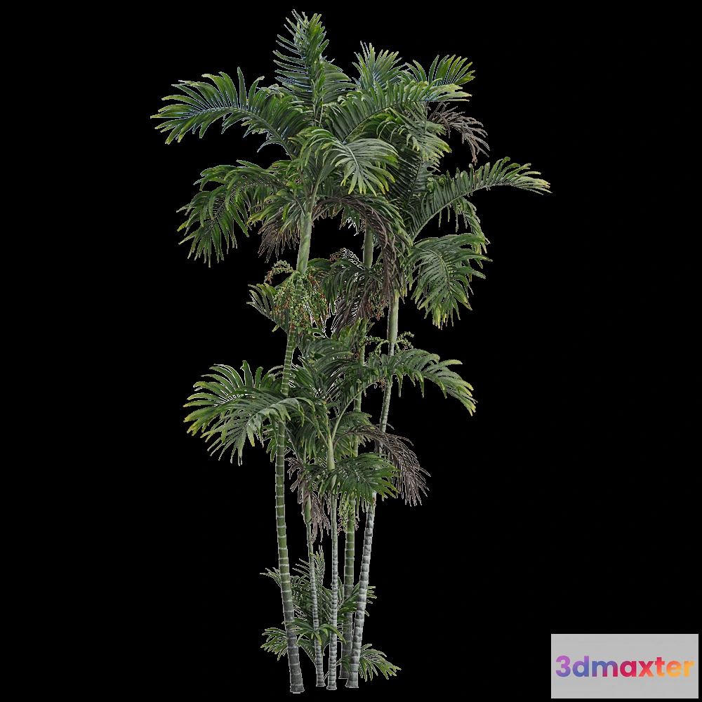 1604252 - decoration - Ptychosperma macarthurii 3 3D Max