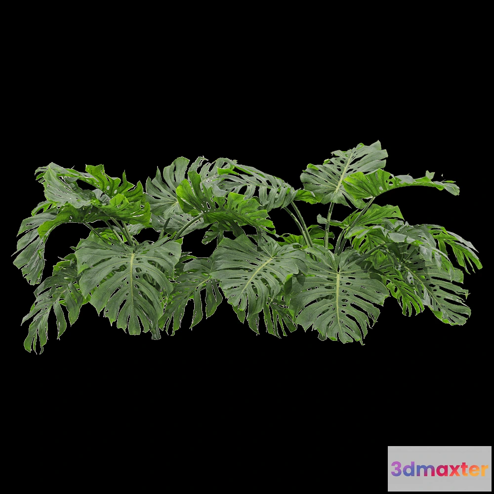 1604256 - decoration - Monstera deliciosa 3 3D Max