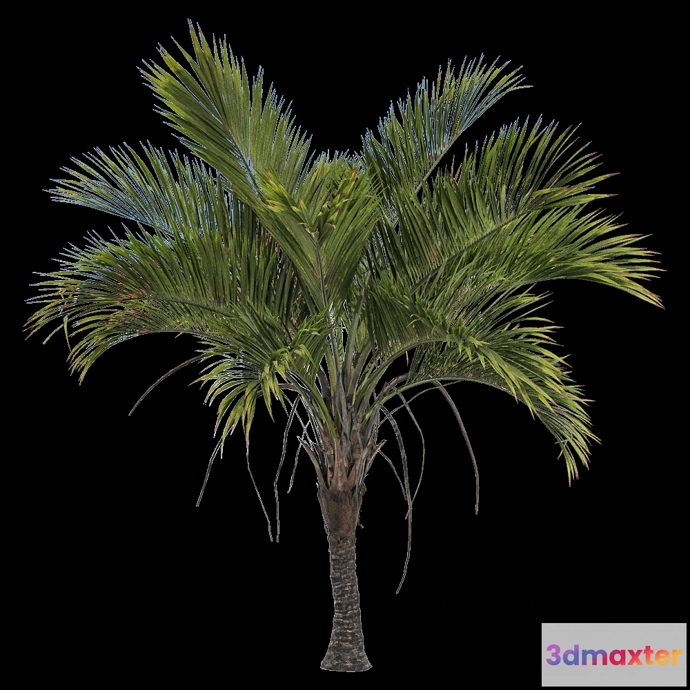 1604258 - decoration - Howea belmoreana 3 3D Max