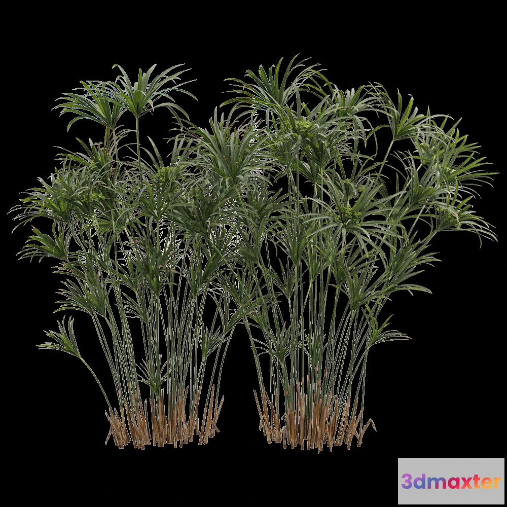 1604262 - decoration - Cyperus alternifolius 3 3D Max