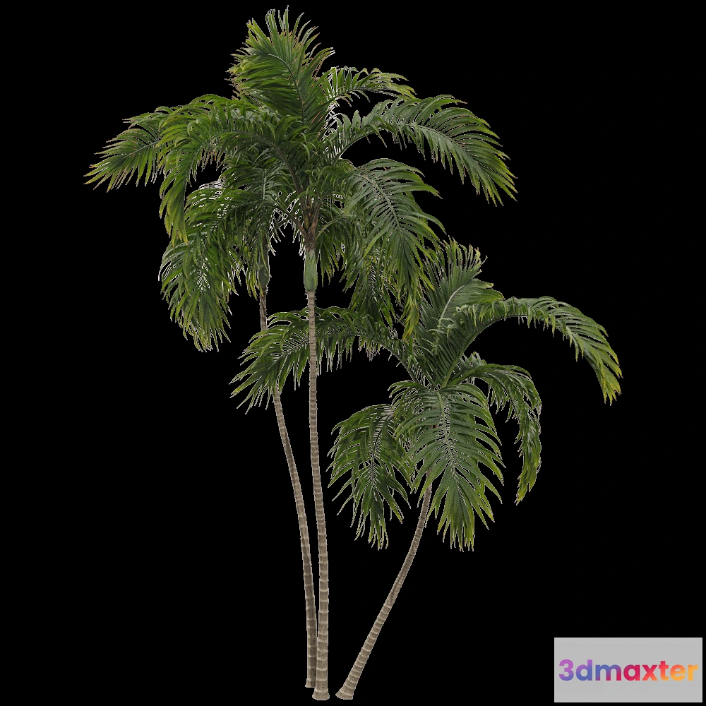 1604268 - decoration - Archontophoenix alexandrae 3 3D Max