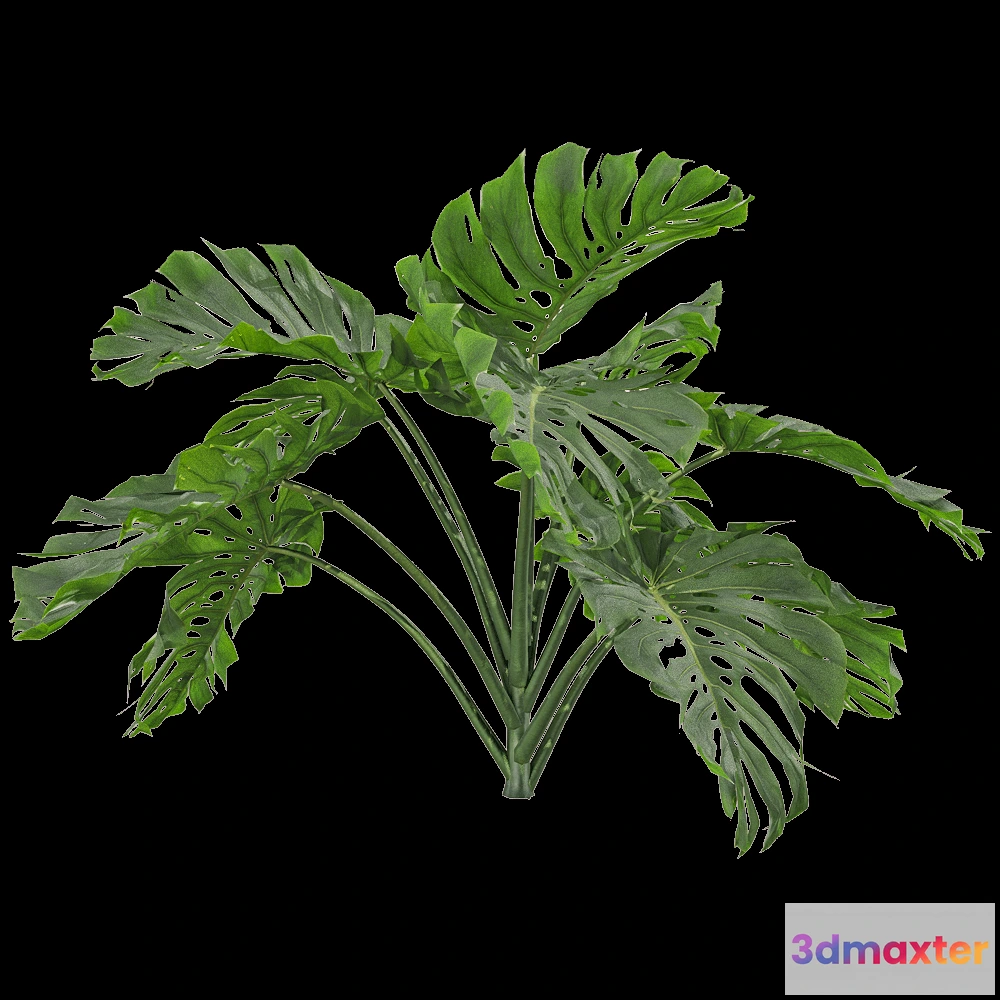 1604270 - decoration - Monstera deliciosa 2 3D Max