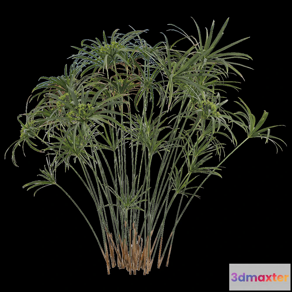 1604274 - decoration - Cyperus alternifolius 2 3D Max