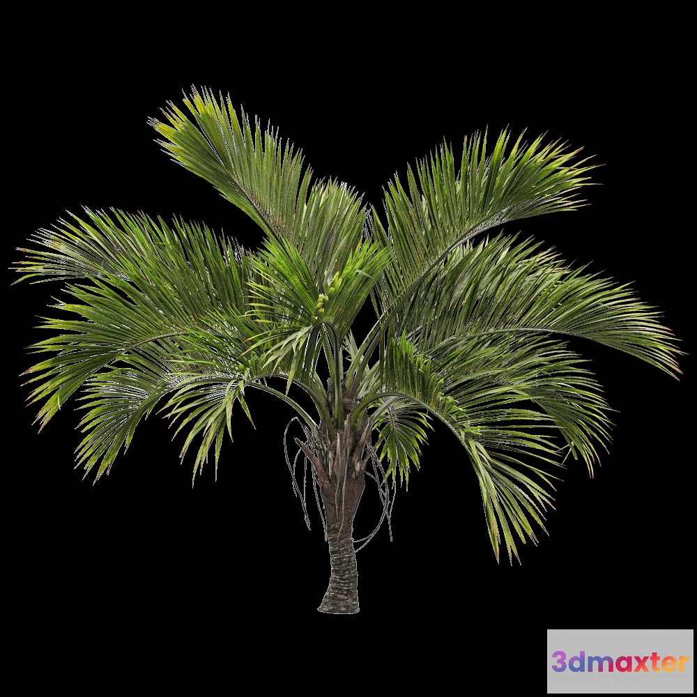 1604276 - decoration - Howea belmoreana 2 3D Max