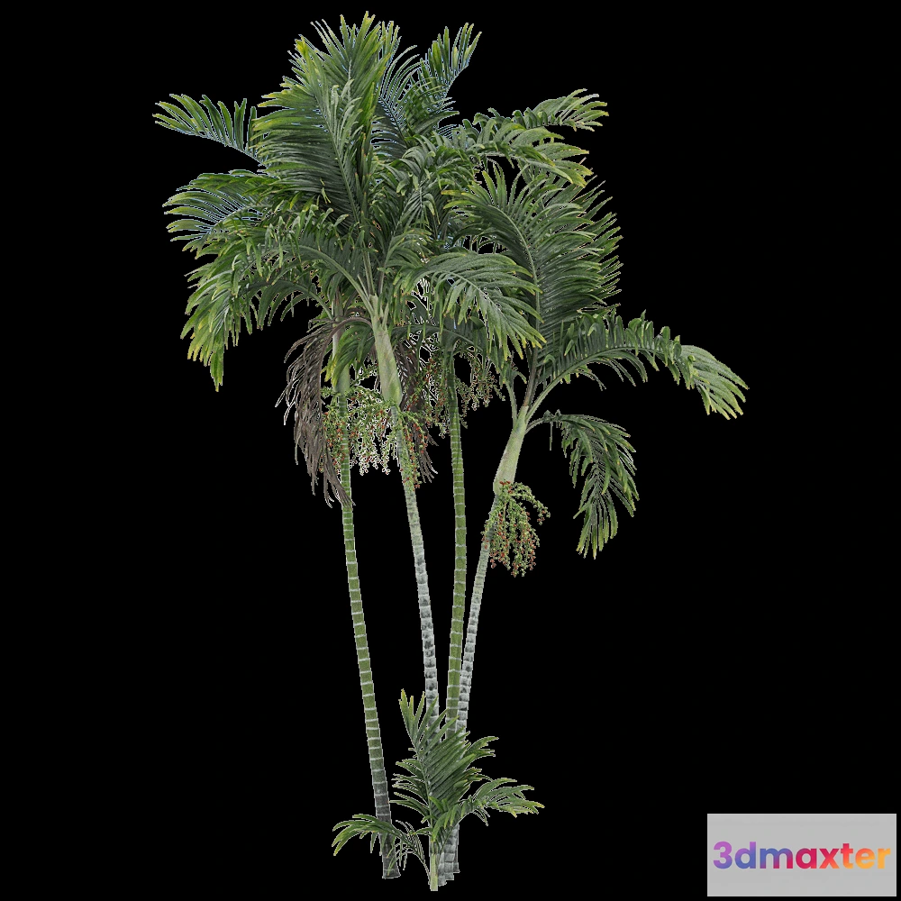 1604282 - decoration - Ptychosperma macarthurii 2 3D Max