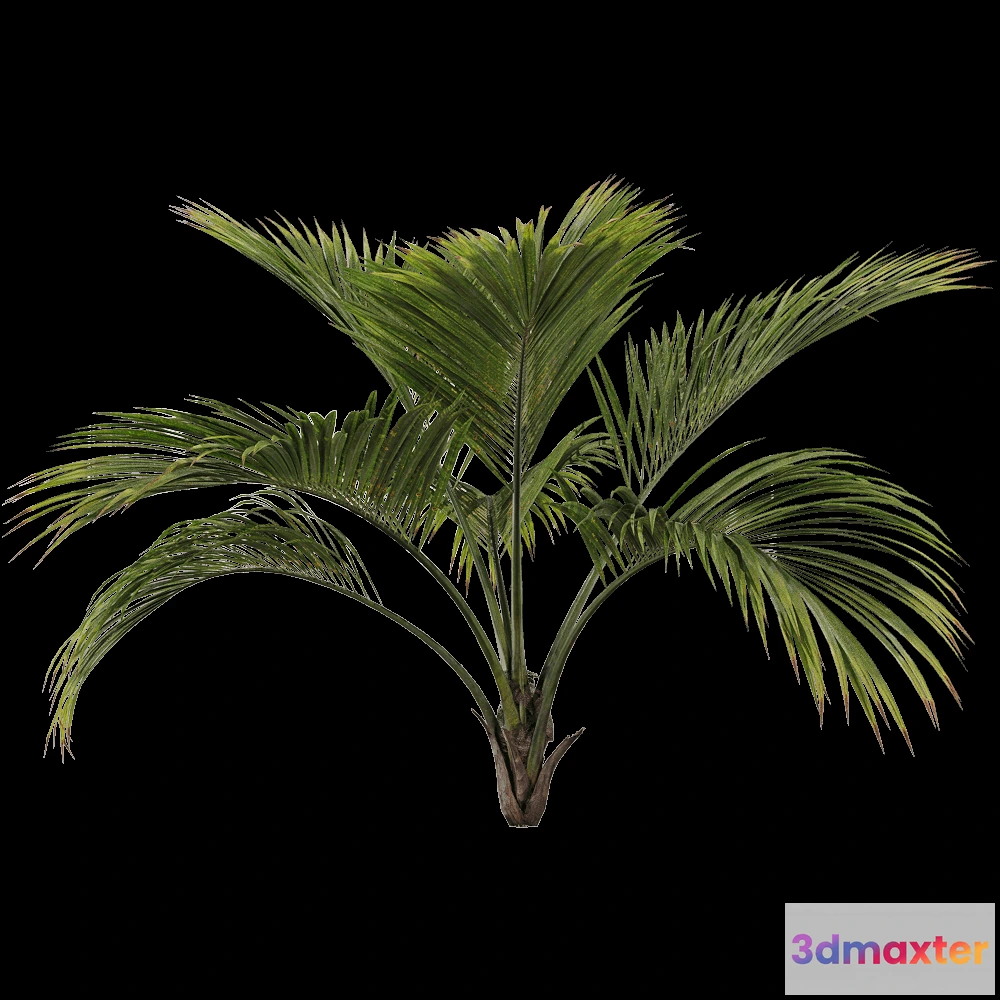 1604288 - decoration - Howea belmoreana 1 3D Max