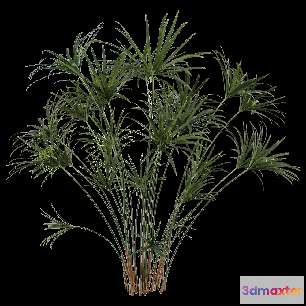1604296 - decoration - Cyperus alternifolius 1 3D Max