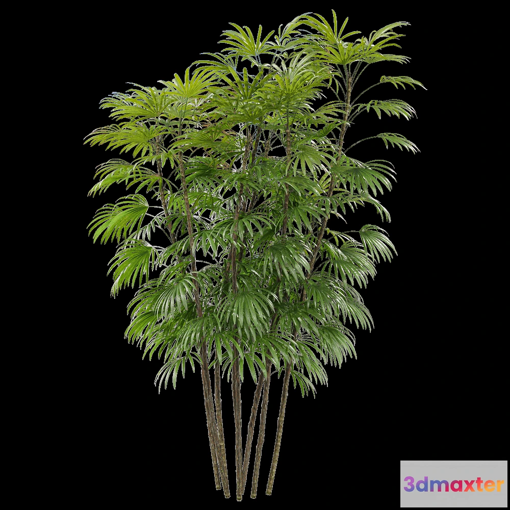 1604304 - decoration - Rhapis humilis 3 3D Max