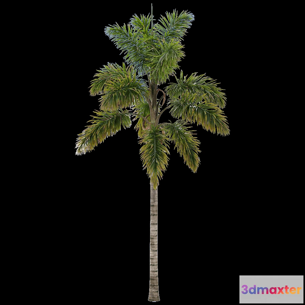 1604308 - decoration - Syagrus sancona 2 3D Max