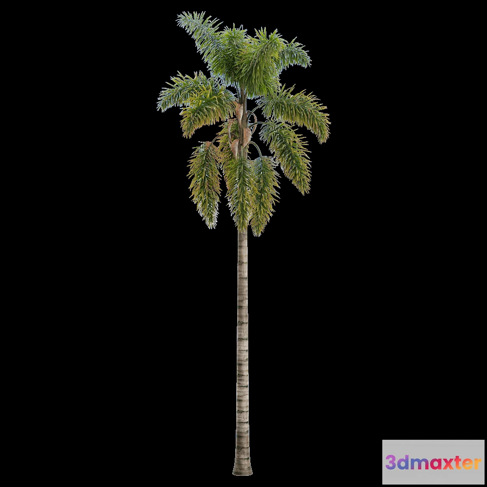 1604312 - decoration - Syagrus sancona 3 3D Max